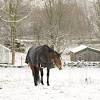 Snow image