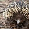 Echidna penis image