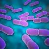 Listeria image