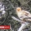 Egyptian vulture image