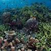Hari Laut Sedunia image