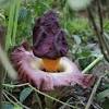 Corpse flower image