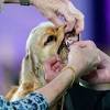 Westminster Dog Show image