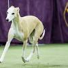 Westminster Dog Show 2021 image