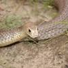 Snake image