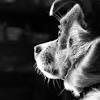 Canon, anjing image