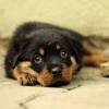 Canon anjing image