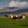 Wales image
