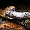 King cobra image
